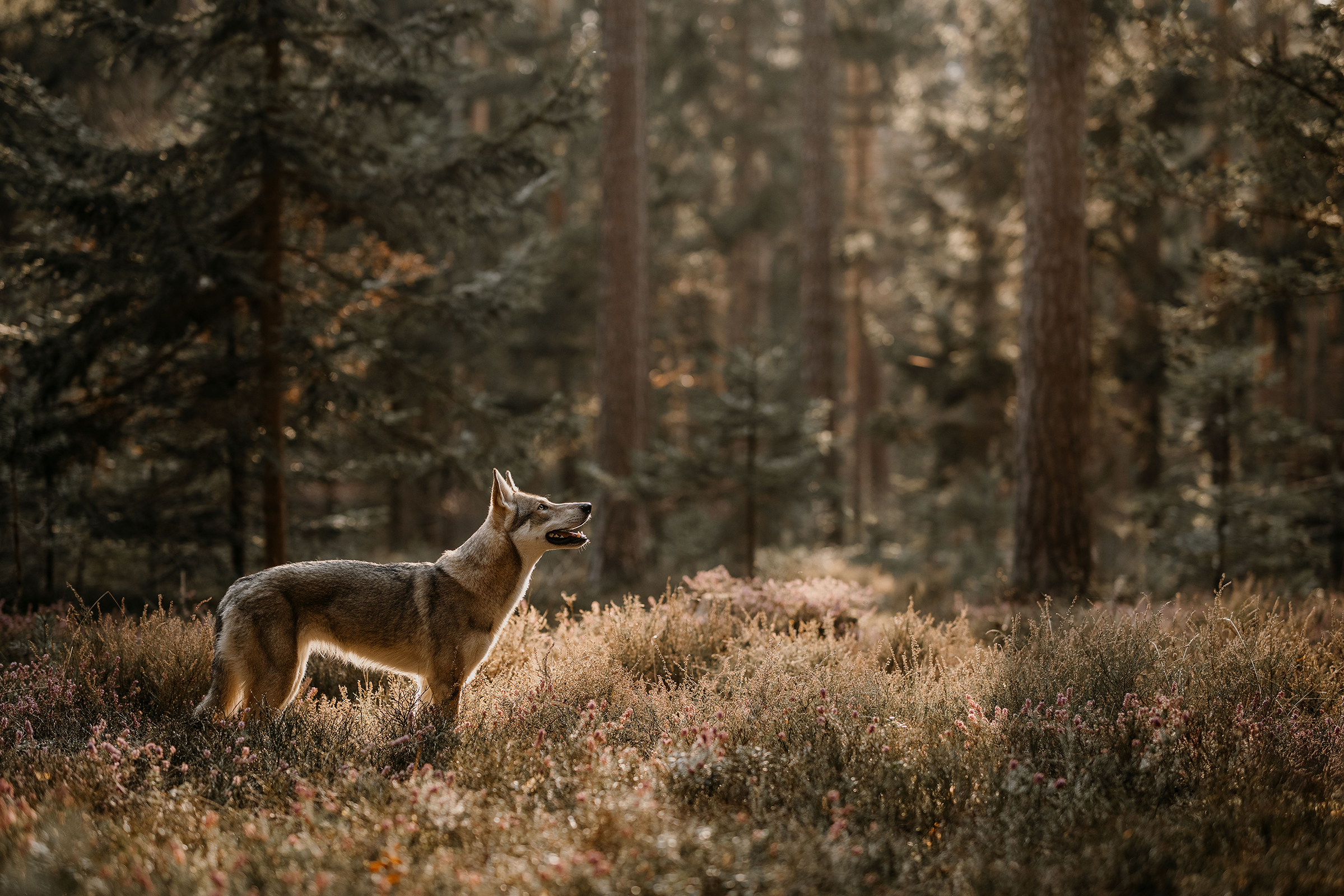 FrauSternfotografiert_Kalypso-1