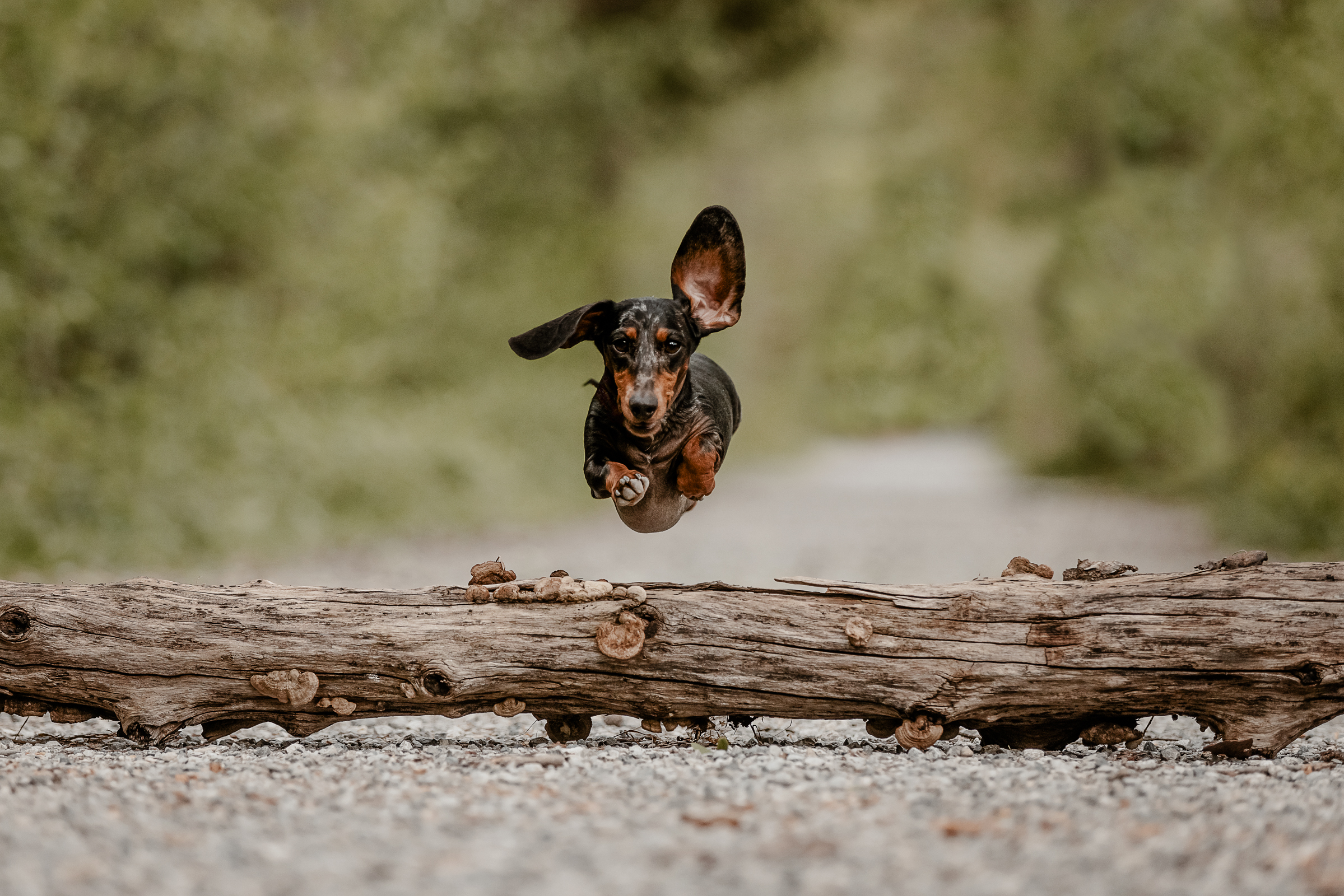 Hundefotografie_Fabienne Gassmann_FrauStern_Shooting Beewee-1