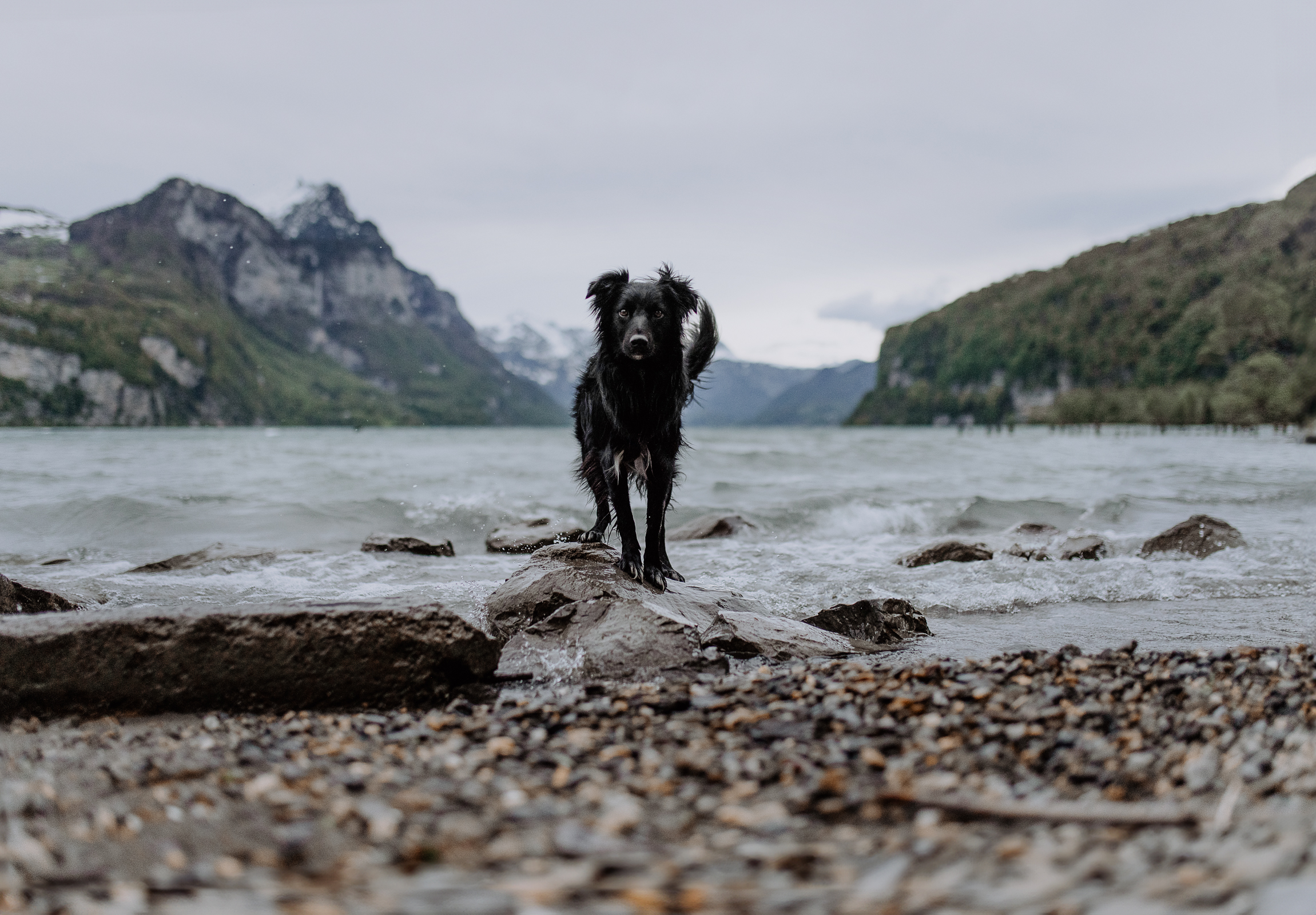 Hundefotografie_Fabienne Gassmann_FrauStern_Shooting Mogli-1