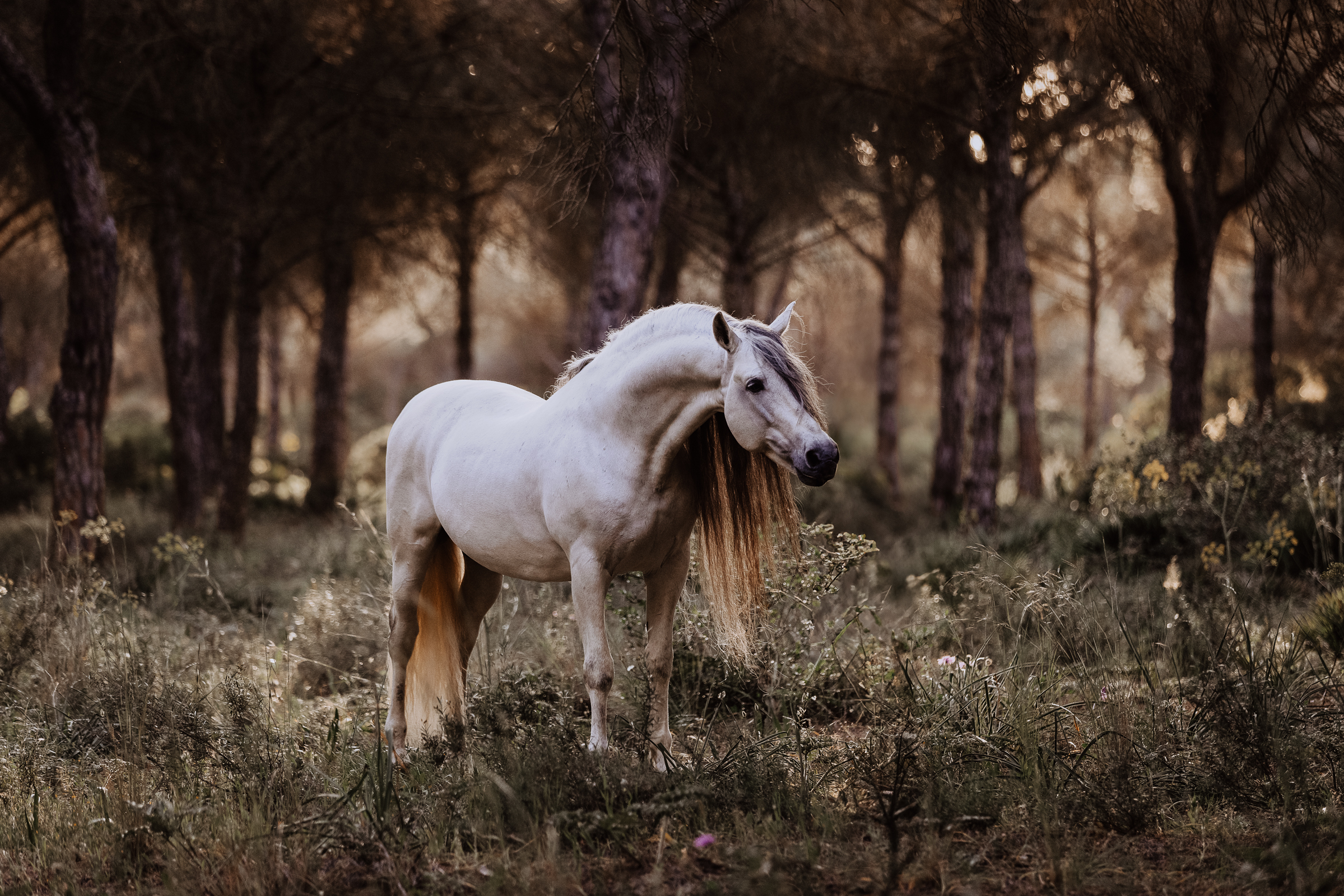 Pferdefotografie_Fabienne Gassmann_FrauStern_Shooting Andaluz-1