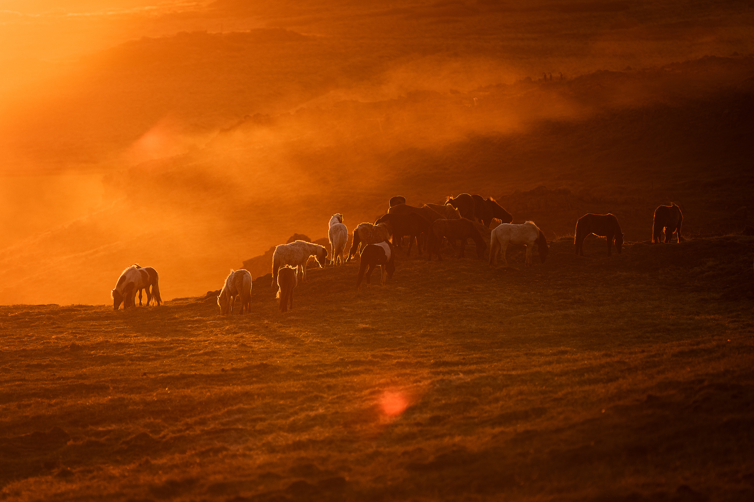 Pferdefotografie_Fabienne Gassmann_FrauStern_Shooting Island-1