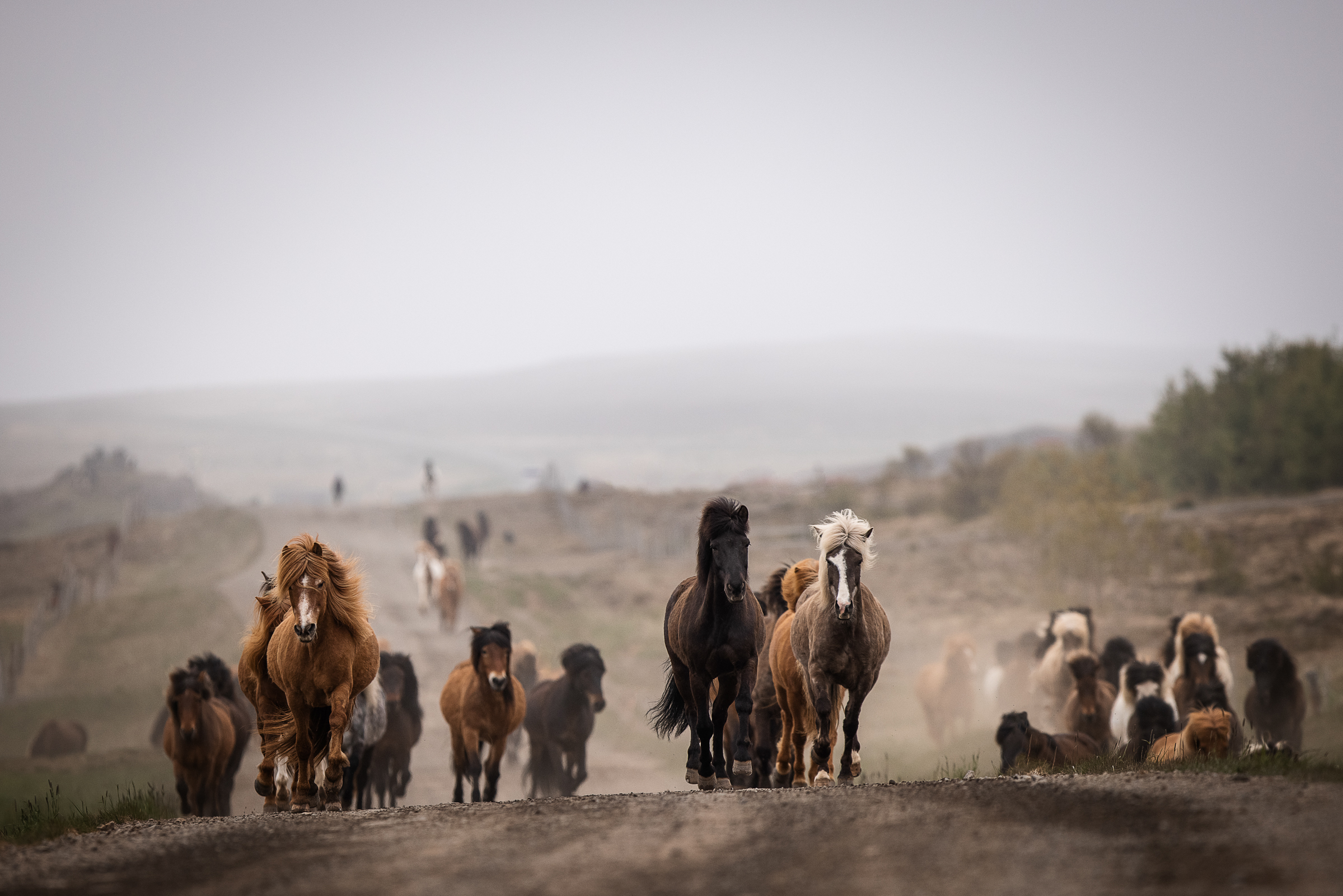 Pferdefotografie_Fabienne Gassmann_FrauStern_Shooting Island Herde-1