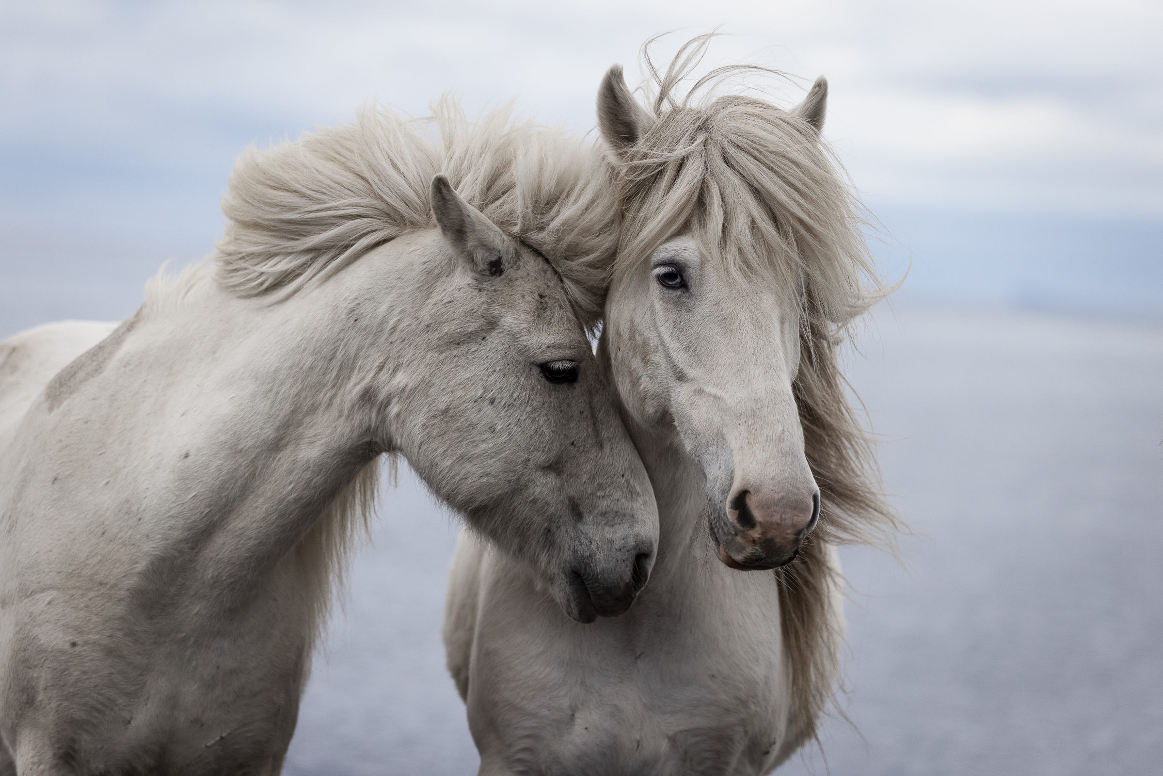 Pferdefotografie_Fabienne Gassmann_FrauStern_Shooting Island Herde Beach-2
